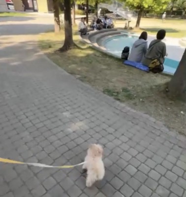 人のほうへ向かう犬
