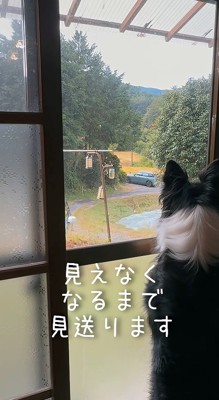 家から遠ざかる車を窓から見つめる犬