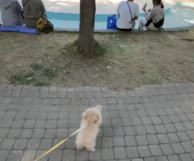 前足を上げる犬2