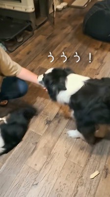 男性を見て唸る犬