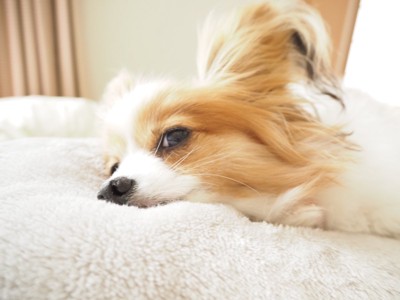 眠そうに横目で見る犬