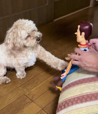 渾身のお手！！