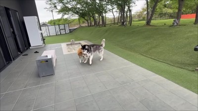 ドッグランに大満足