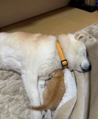 眠る犬と猫2
