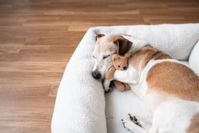 ぬいぐるみを抱えて眠る犬