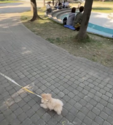 人が多い公園と犬