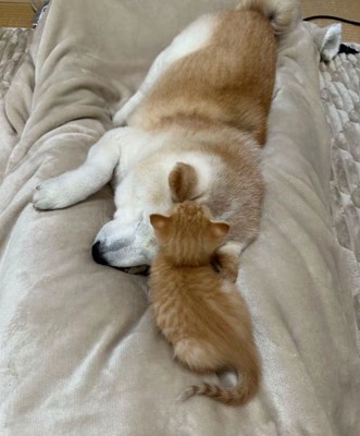 眠る犬と猫5