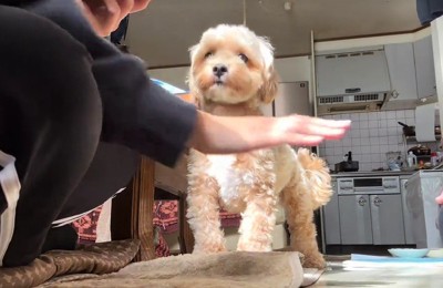 家族で手を重ねるチャレンジ