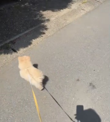 左に曲がる犬