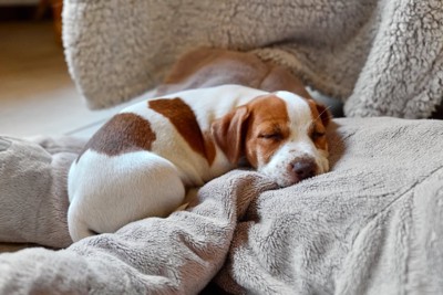 ブランケットの上で眠る子犬