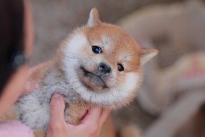 顔をそむける子犬