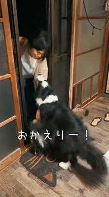 家に入ってきた男性を見上げる犬