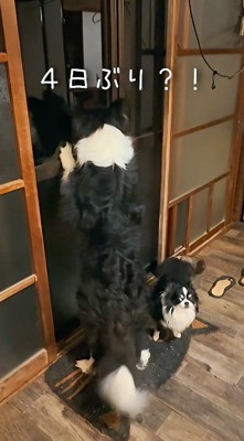 窓の外を見つめてしっぽを振る犬