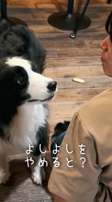 撫でるのをやめた男性を見つめる犬