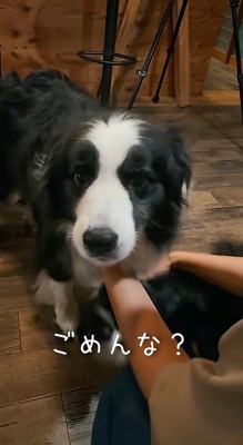 唸りながら男性を見つめる犬