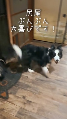 男性の姿を見て家の中を駆け回る犬