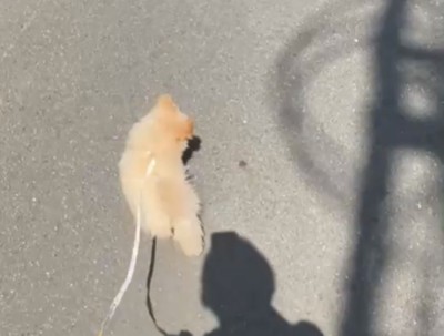 散歩中の犬