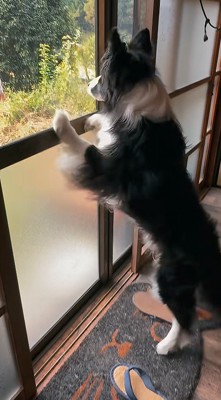 窓に前足をついて外を眺める犬