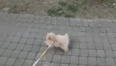 公園を進む犬