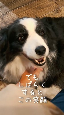 笑顔で男性を見上げる犬