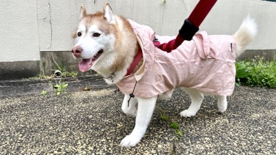 お下がり
