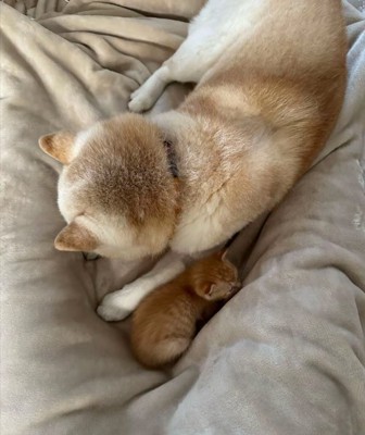 眠る犬と猫4