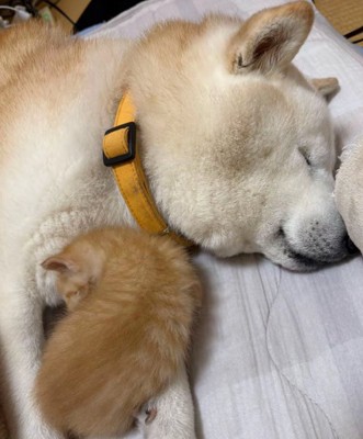 眠る犬と猫3