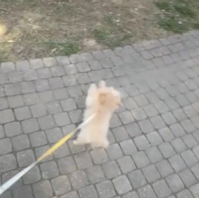 また飛びつこうとする犬