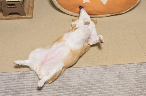 わんこが仰向けになったら…