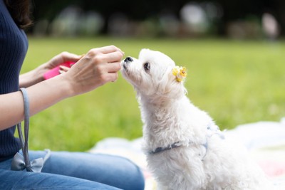 トレーニング中の犬