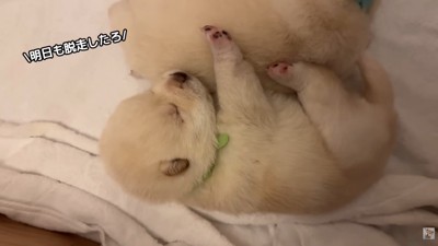 「楽しかった～。明日も脱走したろ♪」