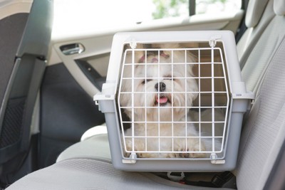 座席に固定されたクレートの中の犬