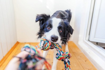 犬と遊ぶ
