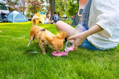水を飲む犬