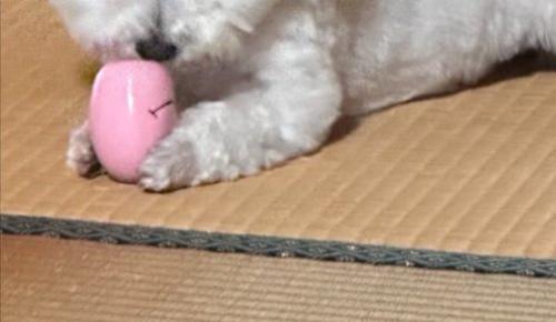ボール
