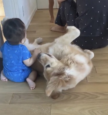 お腹を見せる犬と赤ちゃん