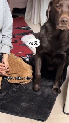 足踏みをしてアピールするラブラドール