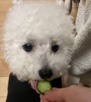 ペロッ