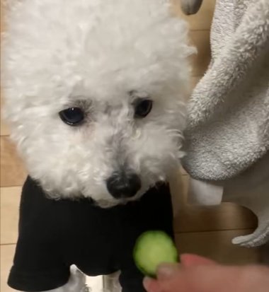 キュウリ