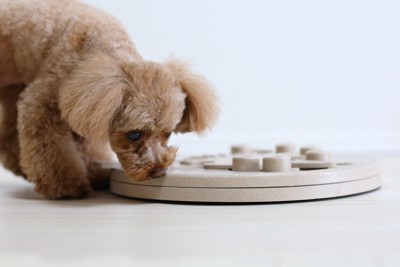 知育トイで遊ぶ犬