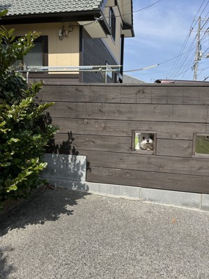 ひょっこり