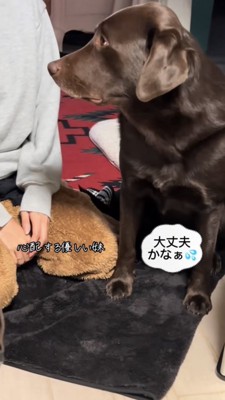 女性の横に座り顔を見つめるラブラドール