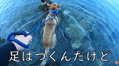 見事な泳ぎを披露