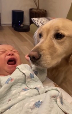 泣く赤ちゃんに寄り添う犬