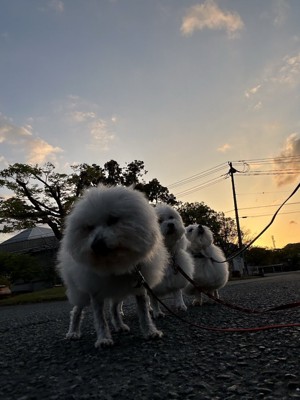 お散歩