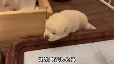 木箱の外の世界に興味津々♪