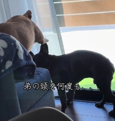 兄犬に叩かれるテンちゃん