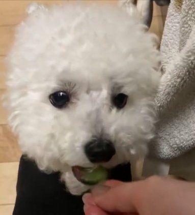 シュポンッ