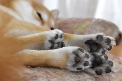 柴犬の手足の肉球