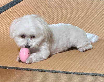 渡さない